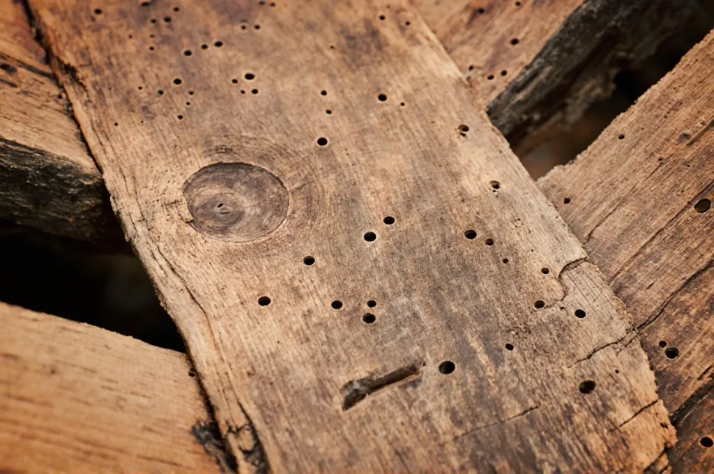 Holzwurm