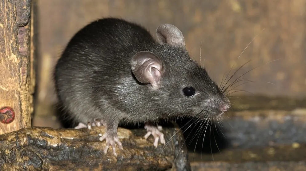 Ratten & Mäuse in Jena