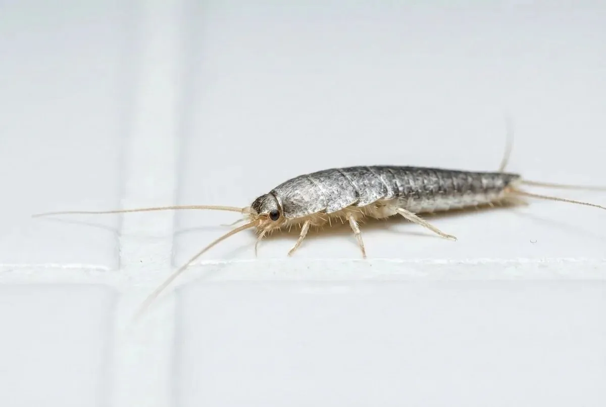 Fachgerechte Behandlung gegen Silberfische in Jena